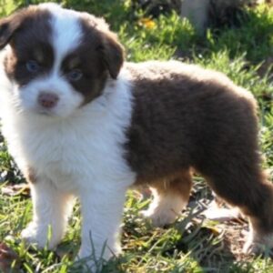 mini aussie breeder Red Tri Male Puppy 14 Weeks old