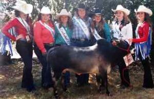 Toy Miniature Australian Shepherds Rodeo Fair Princes and Miniature Adult Zebu Bull